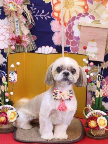 20240114ちょびくん